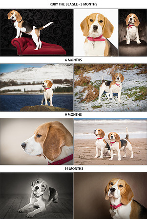 Puppy Packages Pup and Up
