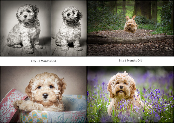 Pup and Up Portrait Session
