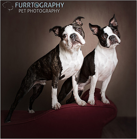 Boston and Buddy The Two Boston Terriers