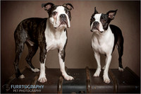 Boston and Buddy The Two Boston Terriers