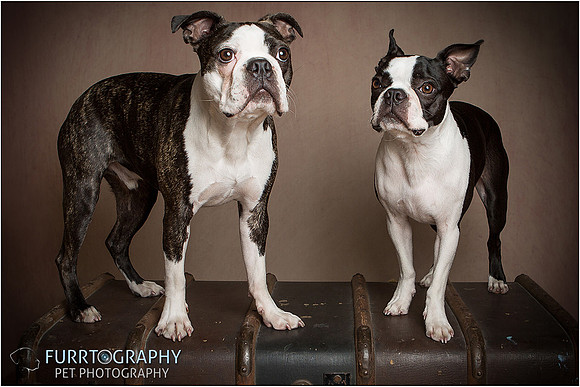 Boston and Buddy The Two Boston Terriers