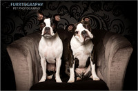Boston and Buddy The Two Boston Terriers