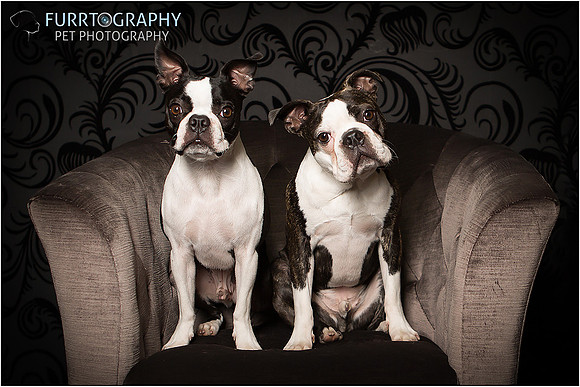Boston and Buddy The Two Boston Terriers