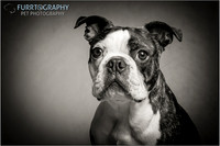 Boston and Buddy The Two Boston Terriers