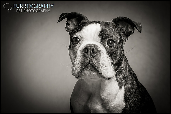 Boston and Buddy The Two Boston Terriers