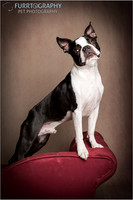 Boston and Buddy The Two Boston Terriers