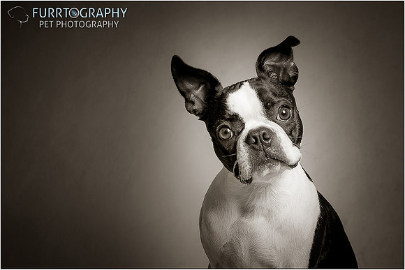 Boston and Buddy The Two Boston Terriers