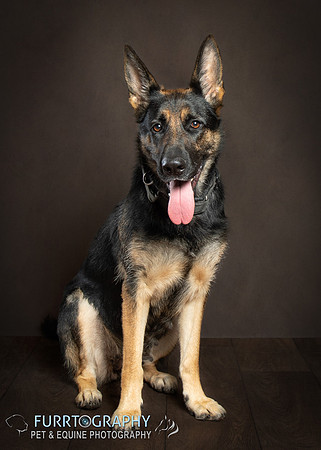 German Shepherd Puppy Shoot