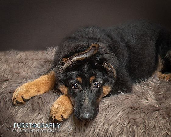 German Shepherd Puppy Shoot