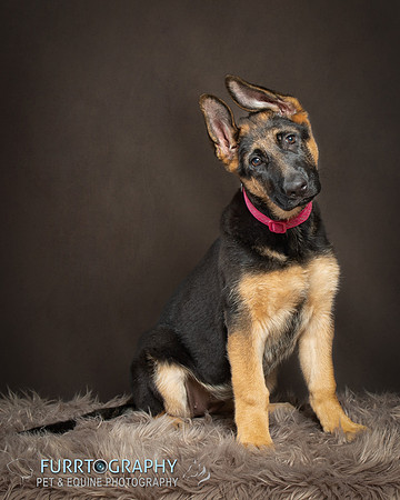 German Shepherd Puppy Shoot