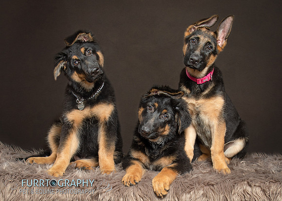 German Shepherd Puppy Shoot