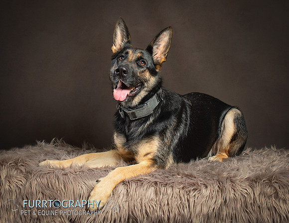 German Shepherd Puppy Shoot