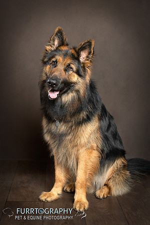 German Shepherd Puppy Shoot