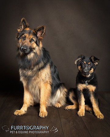 German Shepherd Puppy Shoot