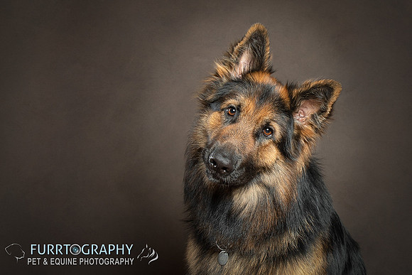 German Shepherd Puppy Shoot