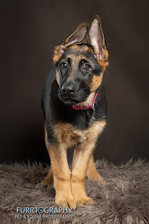 German Shepherd Puppy Shoot