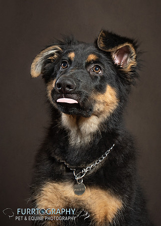 German Shepherd Puppy Shoot