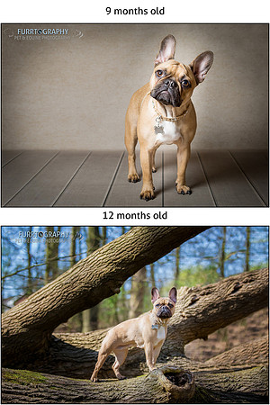 Puppy Packages Pup and Up