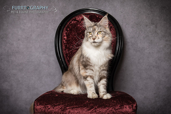 Furrtography Cat Portraits