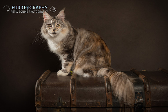 Furrtography Cat Portraits