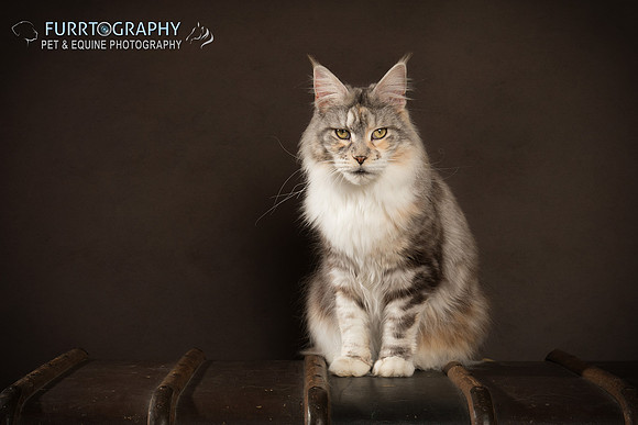 Furrtography Cat Portraits