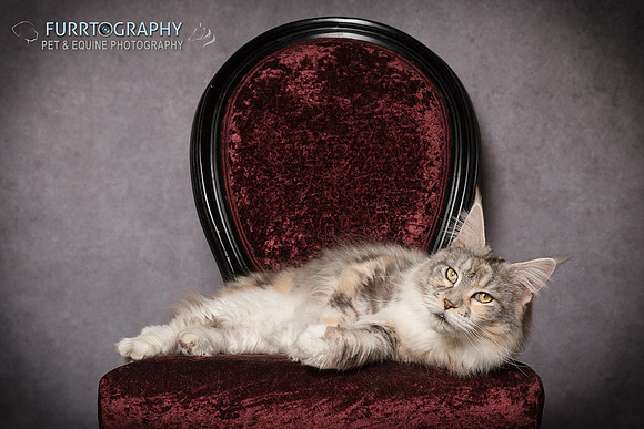 Furrtography Cat Portraits