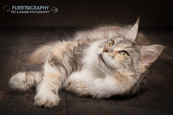 Furrtography Cat Portraits
