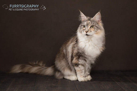 Furrtography Cat Portraits