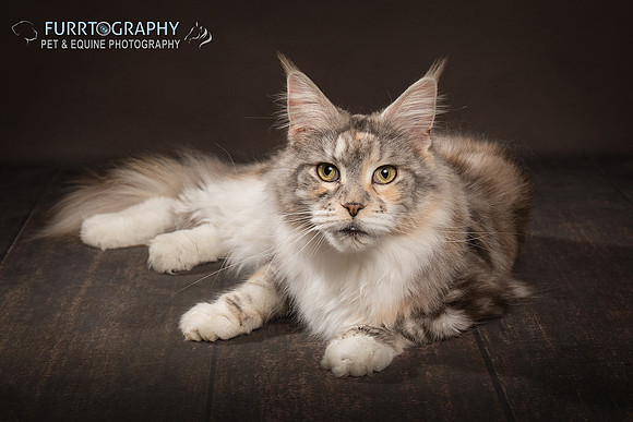 Furrtography Cat Portraits