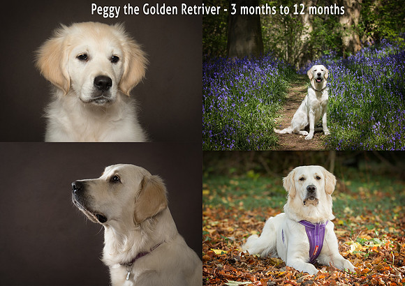 Puppy Packages Pup and Up