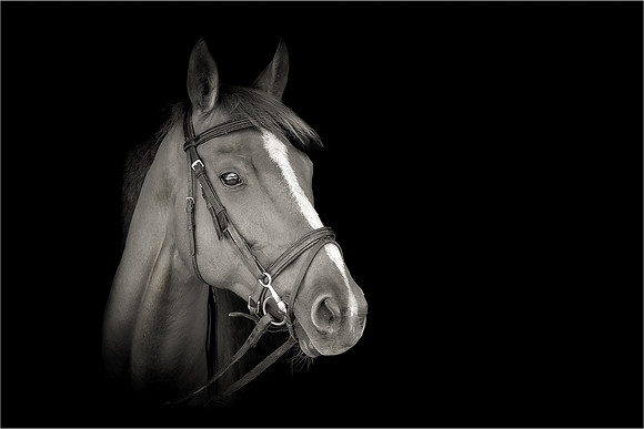 Equine Photography Manchester