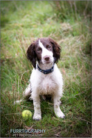 Gun Dog and working dog Photography manchester