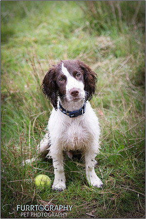 Gun Dog and working dog Photography manchester