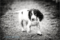 Gun Dog and working dog Photography manchester