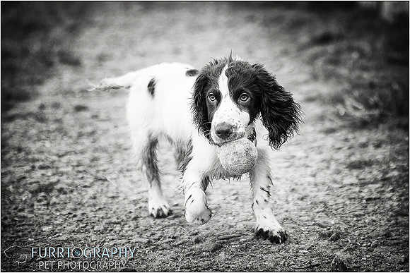 Gun Dog and working dog Photography manchester