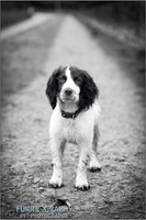 Gun Dog and working dog Photography manchester