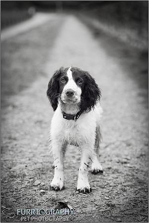 Gun Dog and working dog Photography manchester