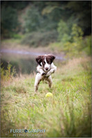 Gun Dog and working dog Photography manchester
