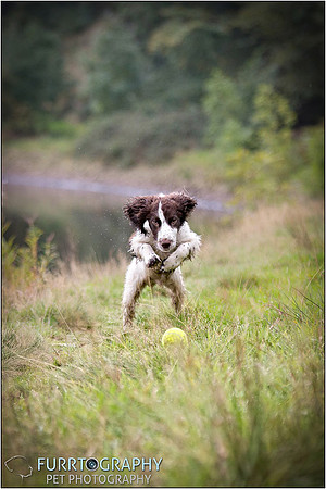 Gun Dog and working dog Photography manchester