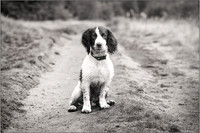 Gun Dog and working dog Photography manchester