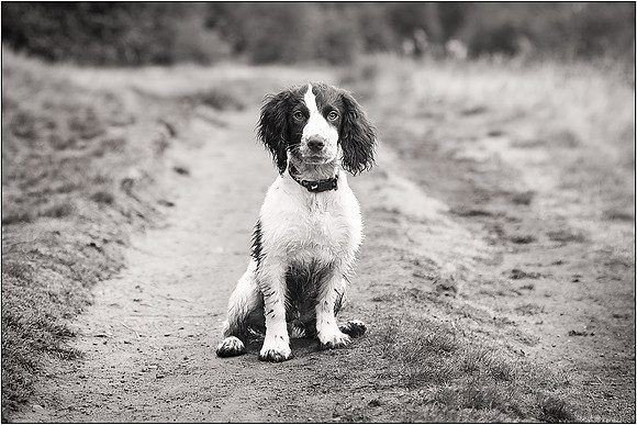 Gun Dog and working dog Photography manchester