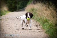 Gun Dog and working dog Photography manchester