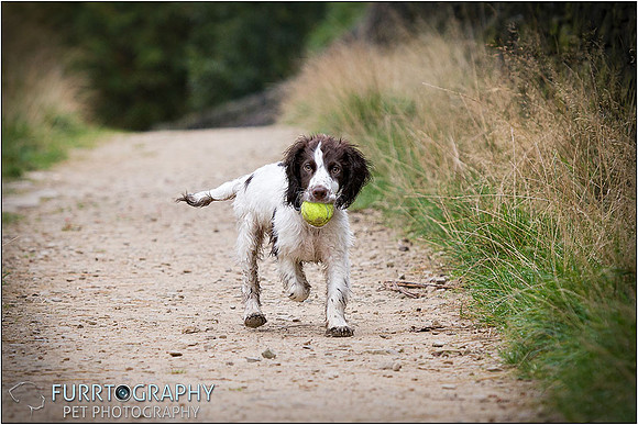 Gun Dog and working dog Photography manchester