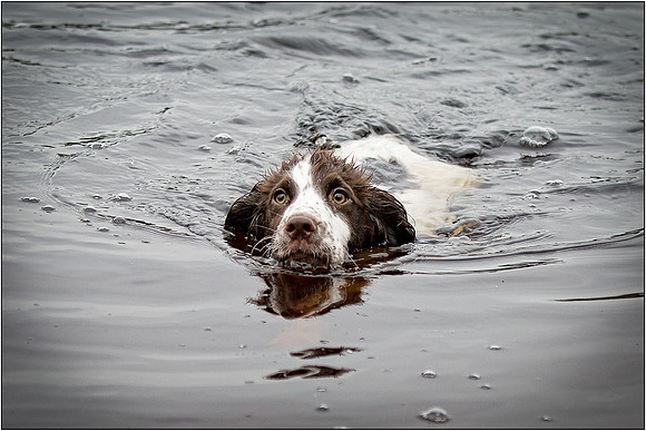 Gun Dog and working dog Photography manchester