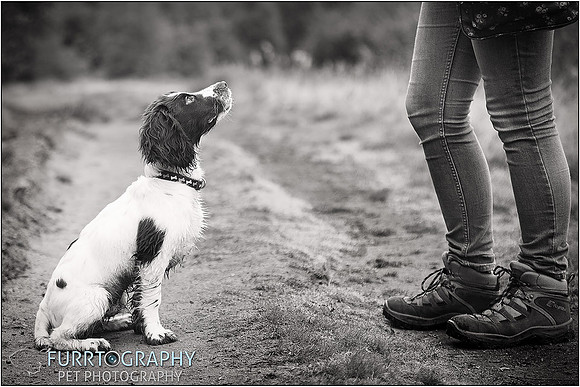 Gun Dog and working dog Photography manchester
