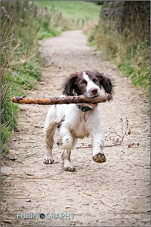 Gun Dog and working dog Photography manchester