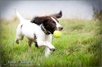 Gun Dog and working dog Photography manchester