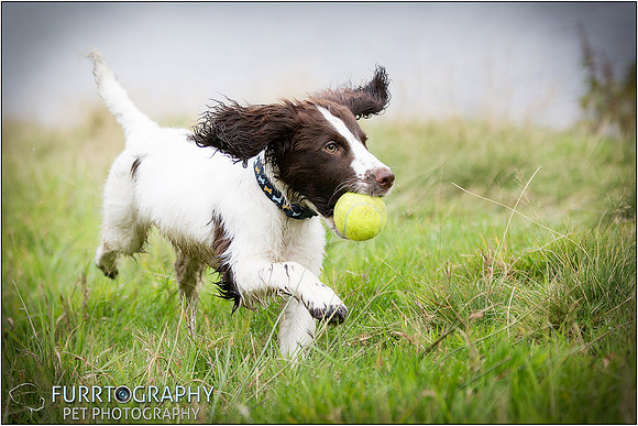 Gun Dog and working dog Photography manchester