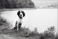 Gun Dog and working dog Photography manchester