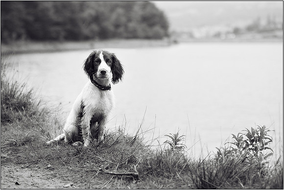 Gun Dog and working dog Photography manchester